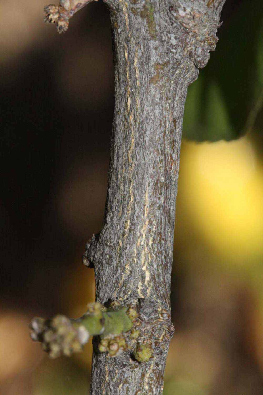              Second - third year twig (Riverside, CA)       